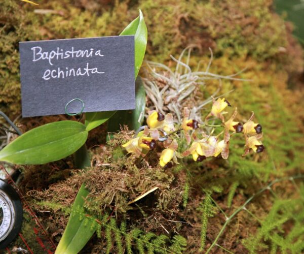 Gomesa echinata, planta med blommor