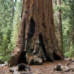 Sequoiadendron giganteum, trunk, foto: Matthew Fern, licens: CC BY SA