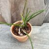 Brassavola ceboletta, blomstor