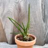 Brassavola ceboletta, blomstor