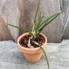 Brassavola ceboletta, blomstor