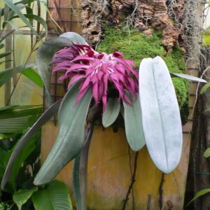Bulbophyllum fletcherianum, Miss Floalis x self, blomma planta
