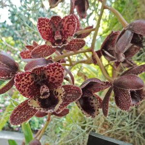 Fredclarkeara After Dark 'Sunset Valley Orchids', blommor