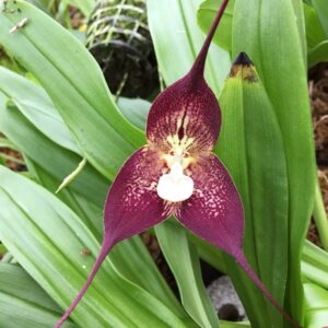 Dracula Phantom, blomma