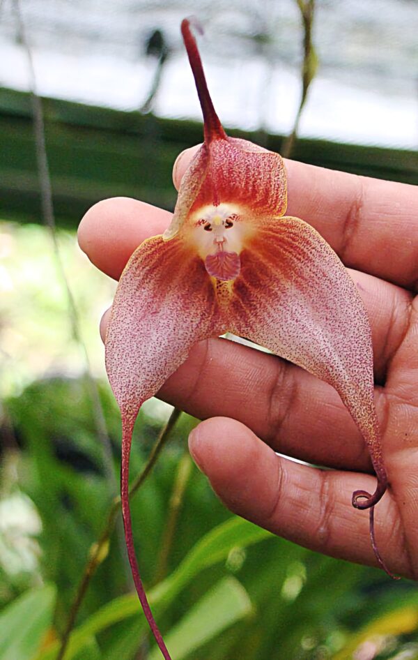 Dracula simia, the Monkey Face Orchid, blomma