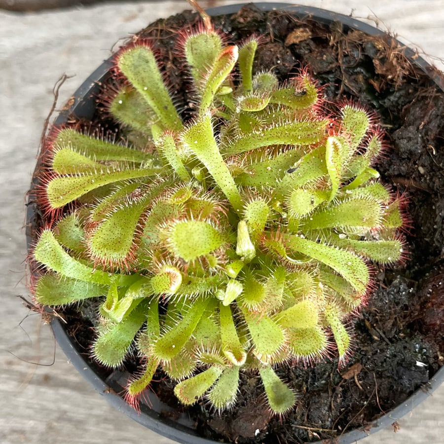 Drosera aliciae, vuxen planta Drosera aliciae, vuxen planta