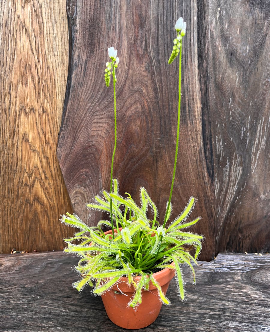 Drosera capensis, alba, blommande