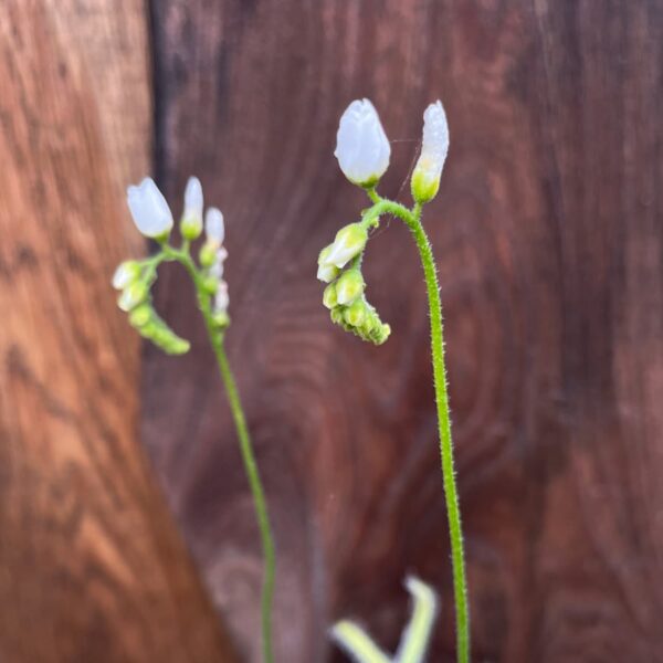 Drosera capensis, alba, blommor