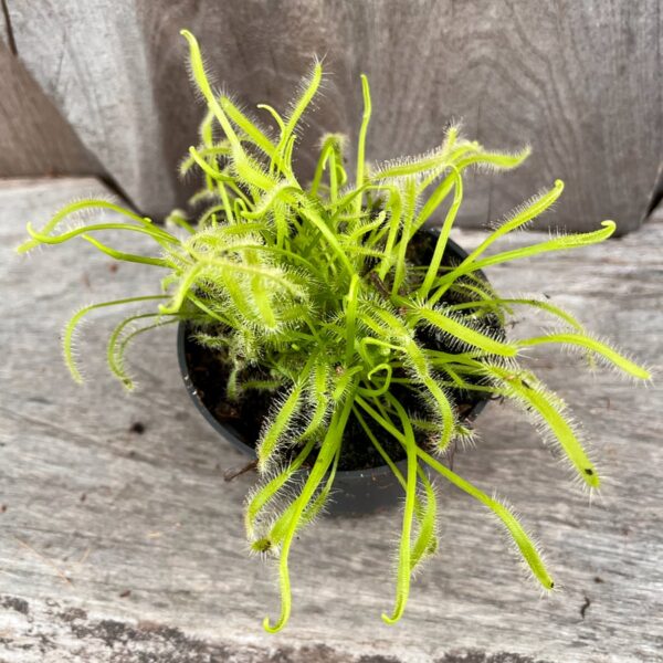 Drosera capensis, vuxen planta