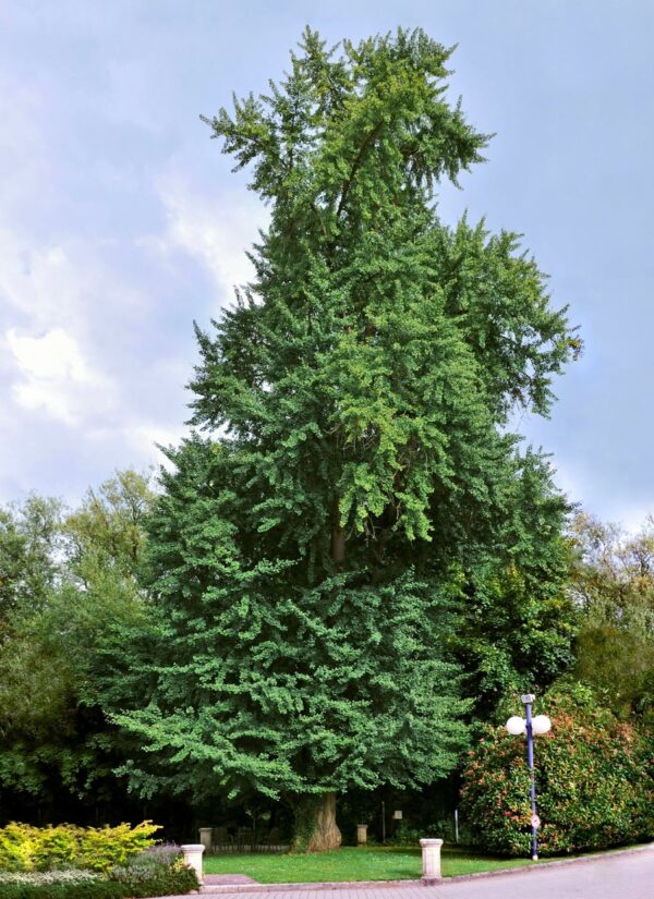 Ginkgo biloba, vuxet träd i Luxenburg