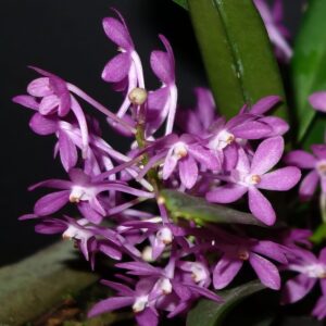 Vanda Cherry Blossom, blommor
