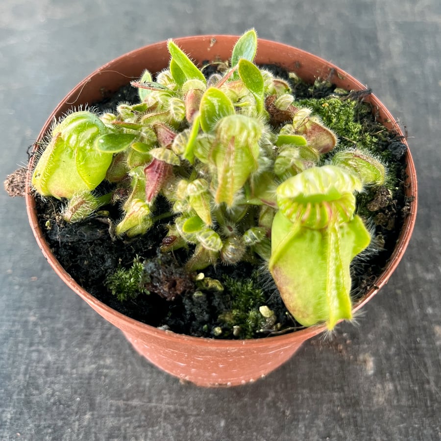 Cephalotus follicularis, vuxen planta