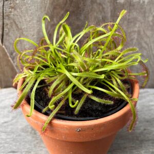 Drosera capensis, vuxen