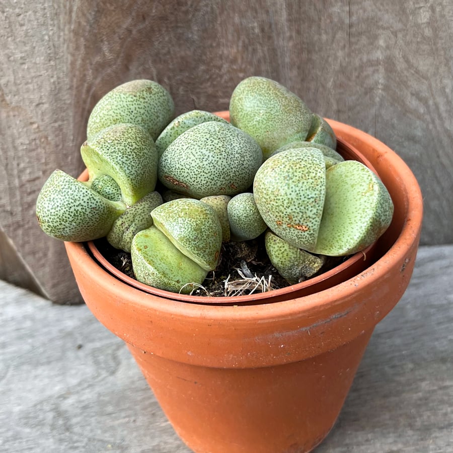 Pleiospilos nelii, grön, uppifrån