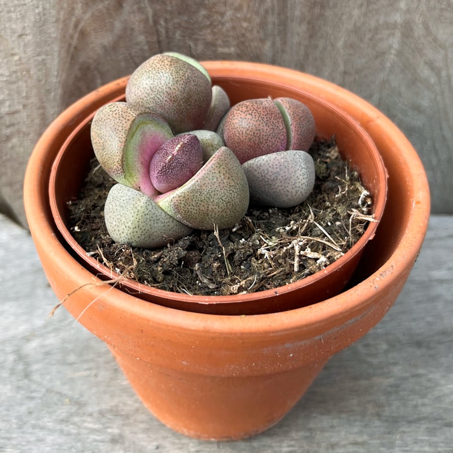 Pleiospilos nelii, red, vuxen