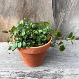 Tradescantia fluminensis, grön, vuxen