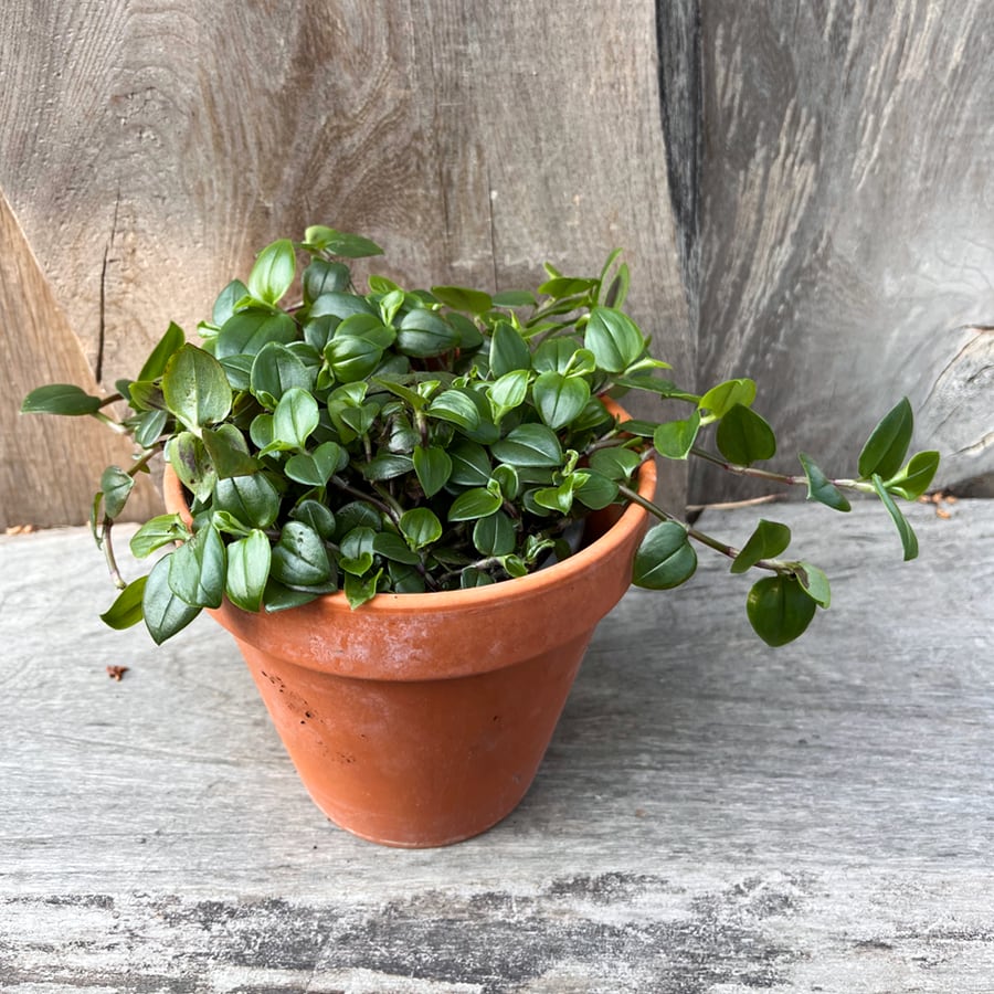 Tradescantia fluminensis, grön, vuxen