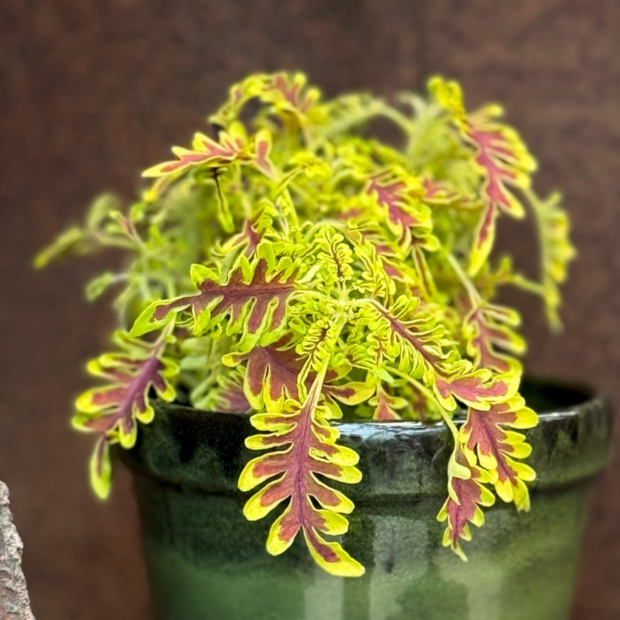 Coleus blumei 'Skeletal', ung planta