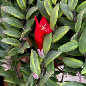 Aeschynanthus Bolero Bicolor, blomma