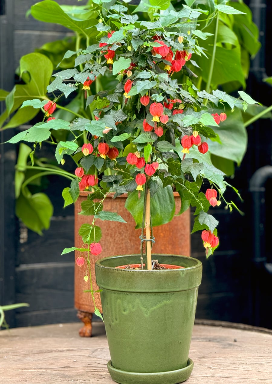 Callianthe megapotamica, blommande planta med stam