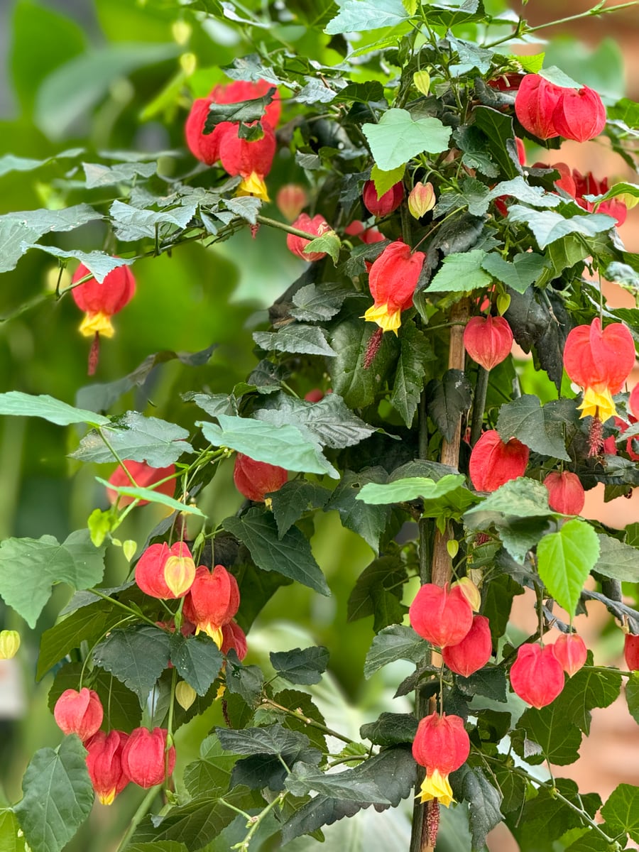 Callianthe megapotamica, blommor