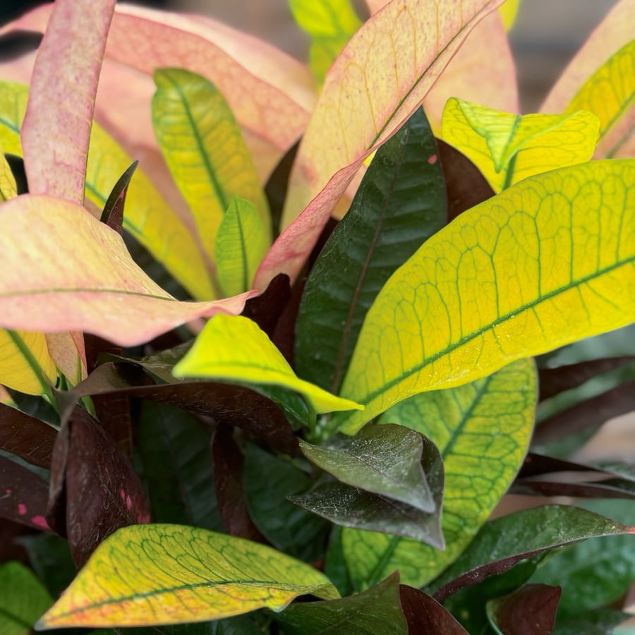 Codiaeum variegatum 'Mrs Iceton', blad
