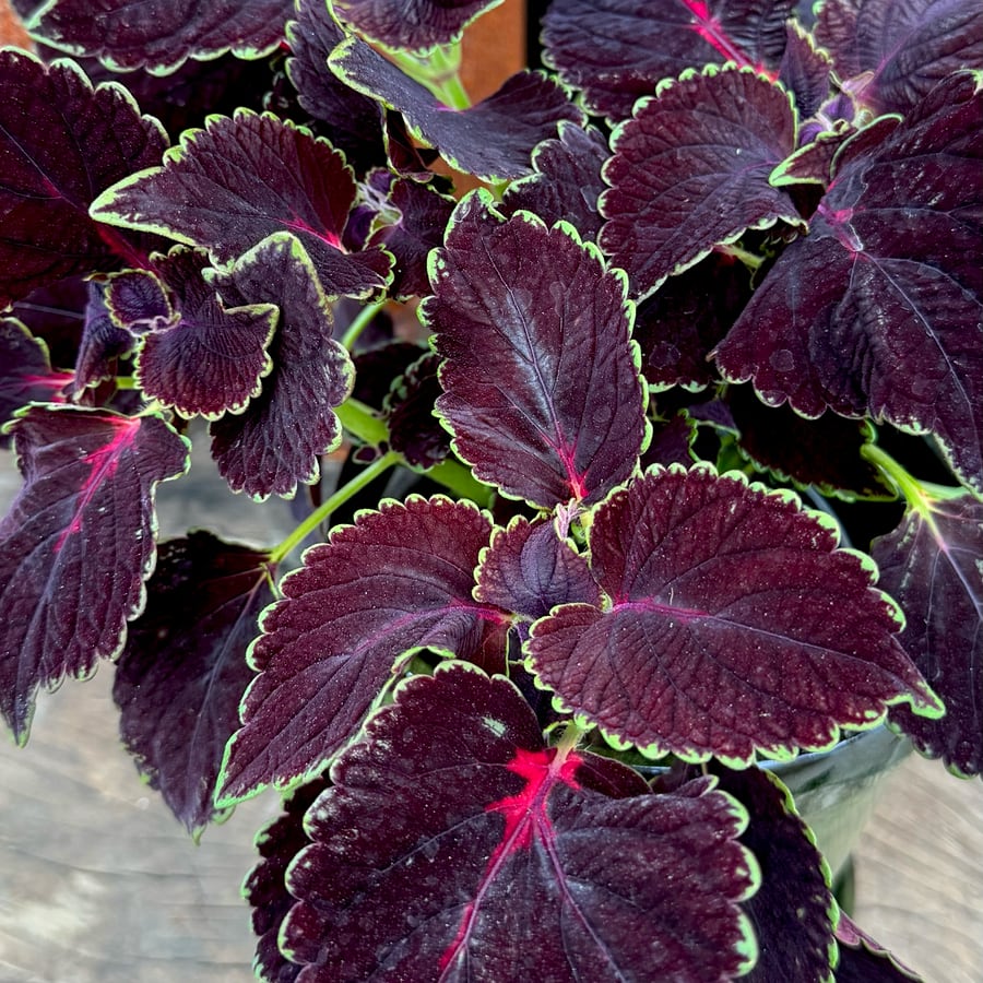 Coleus blumei 'Main Street Abbey Road', blad