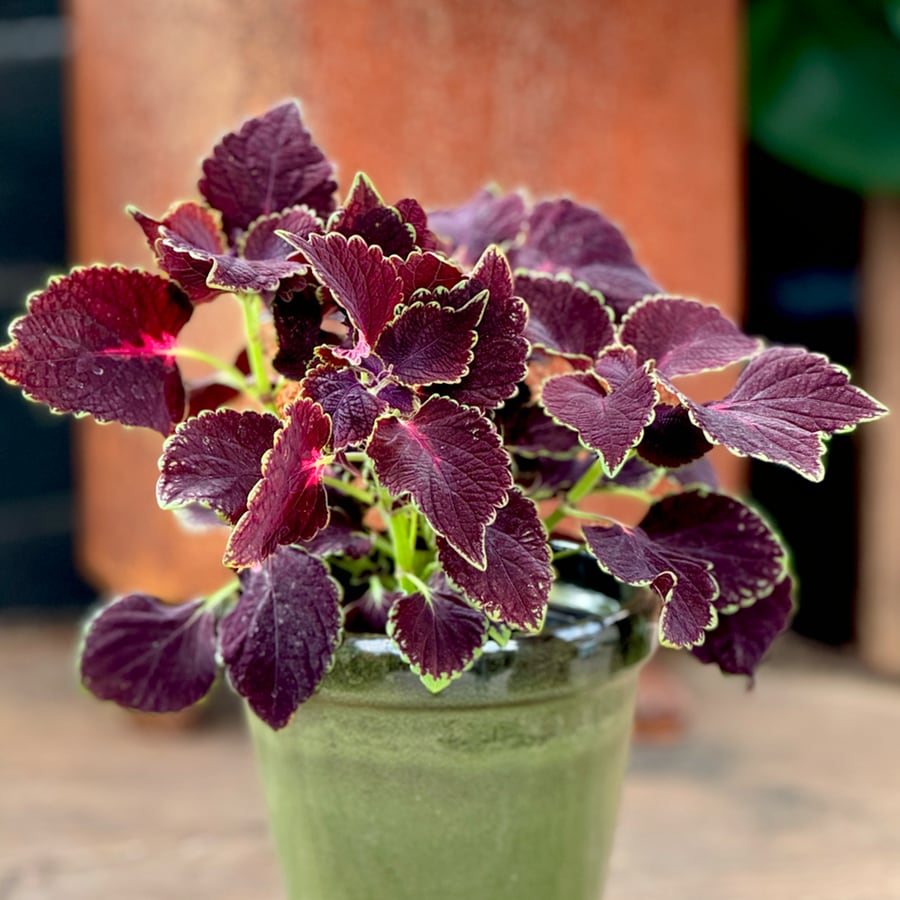 Coleus blumei 'Main Street Abbey Road', planta