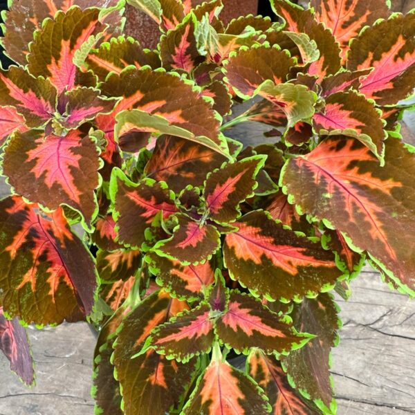 Coleus blumei 'Main Street Gardner Street', blad