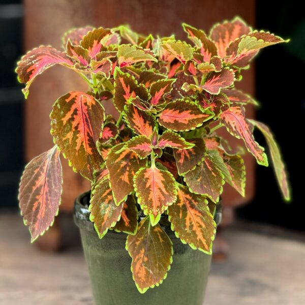 Coleus blumei 'Main Street Gardner Street', planta