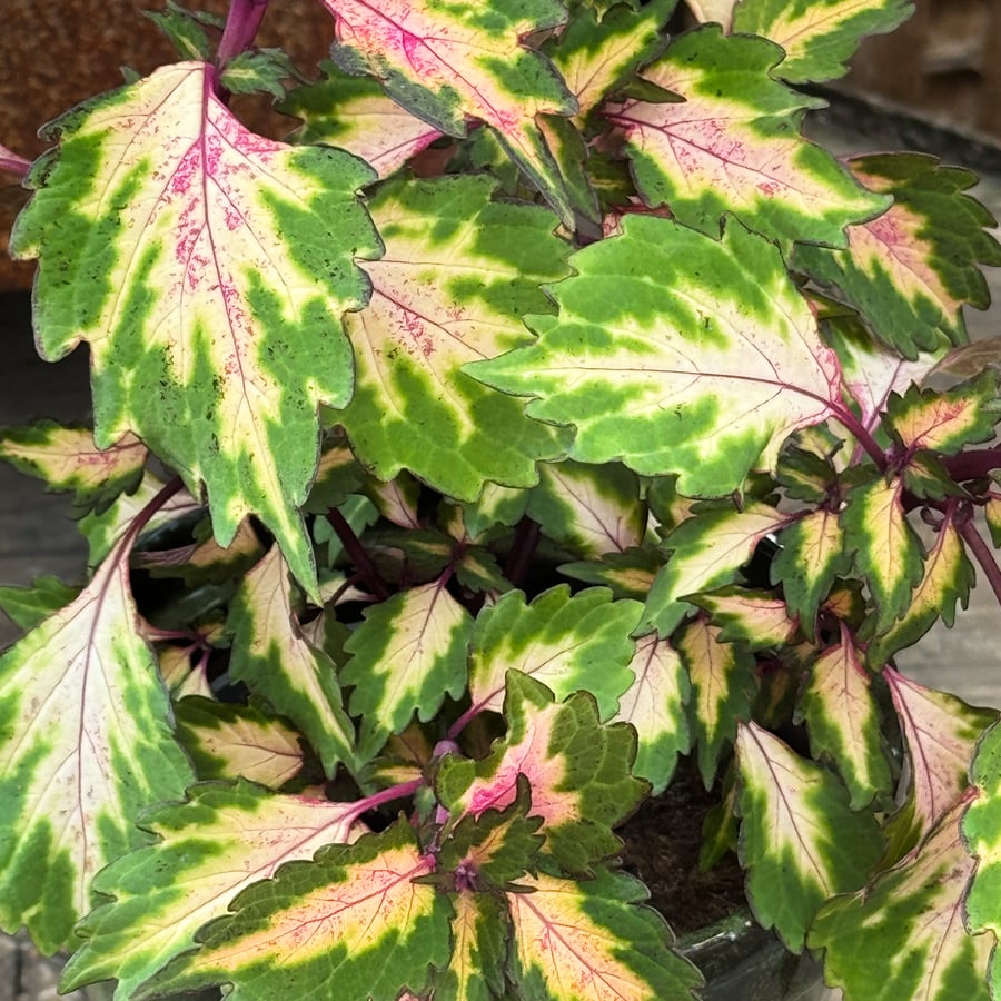 Coleus blumei 'Miami Magic', blad