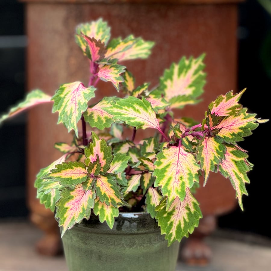 Coleus blumei 'Miami Magic', planta