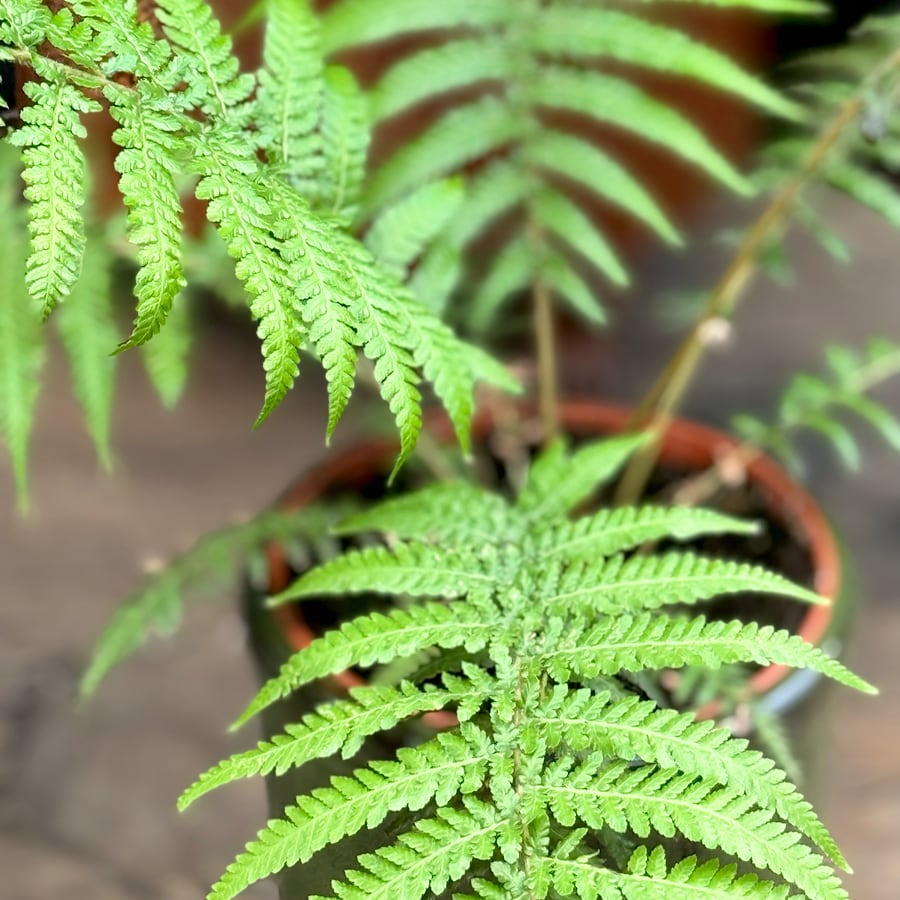 Dicksonia antarctica, blad och fronder
