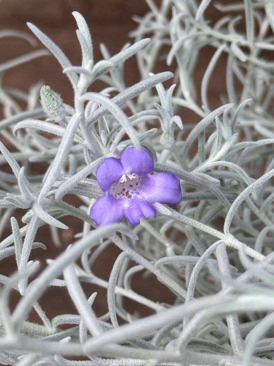 Eremophila nivea, blomma