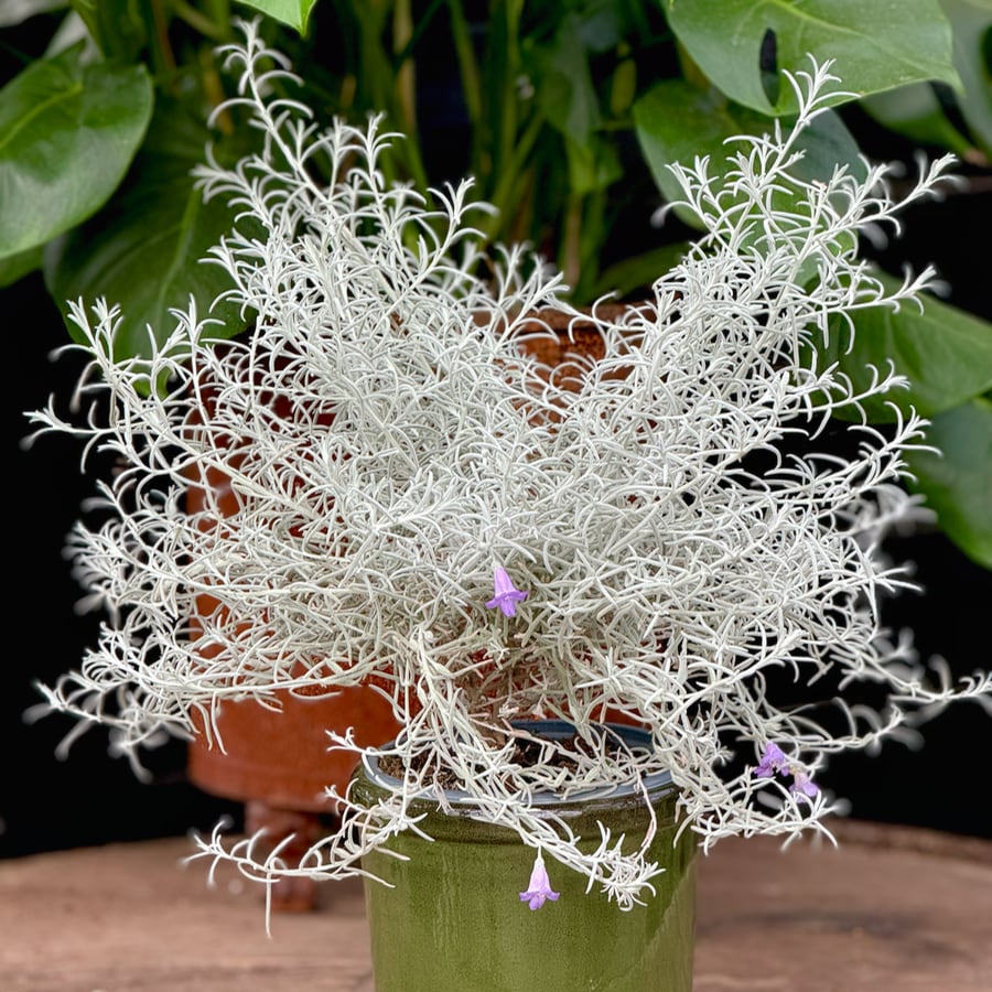 Eremophila nivea, blommande planta