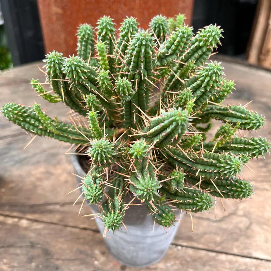 Euphorbia mammillaris, stammar