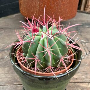 Ferocactus pilosus, vuxen planta