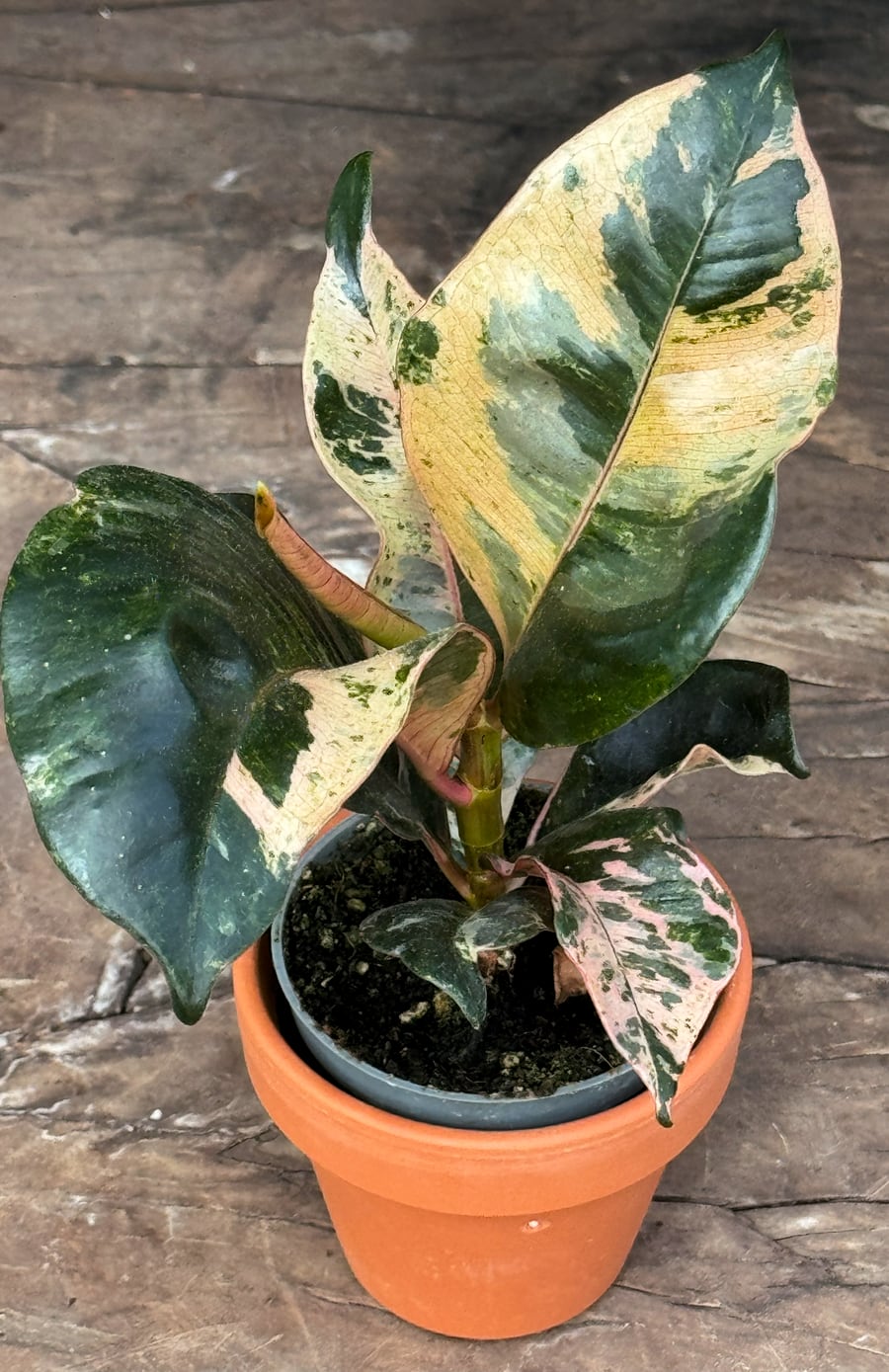 Ficus elastica, variegata, blad