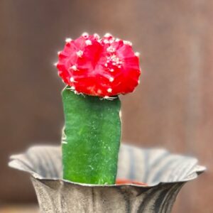 Gymnocalycium mihanovichii, röd, vuxen planta