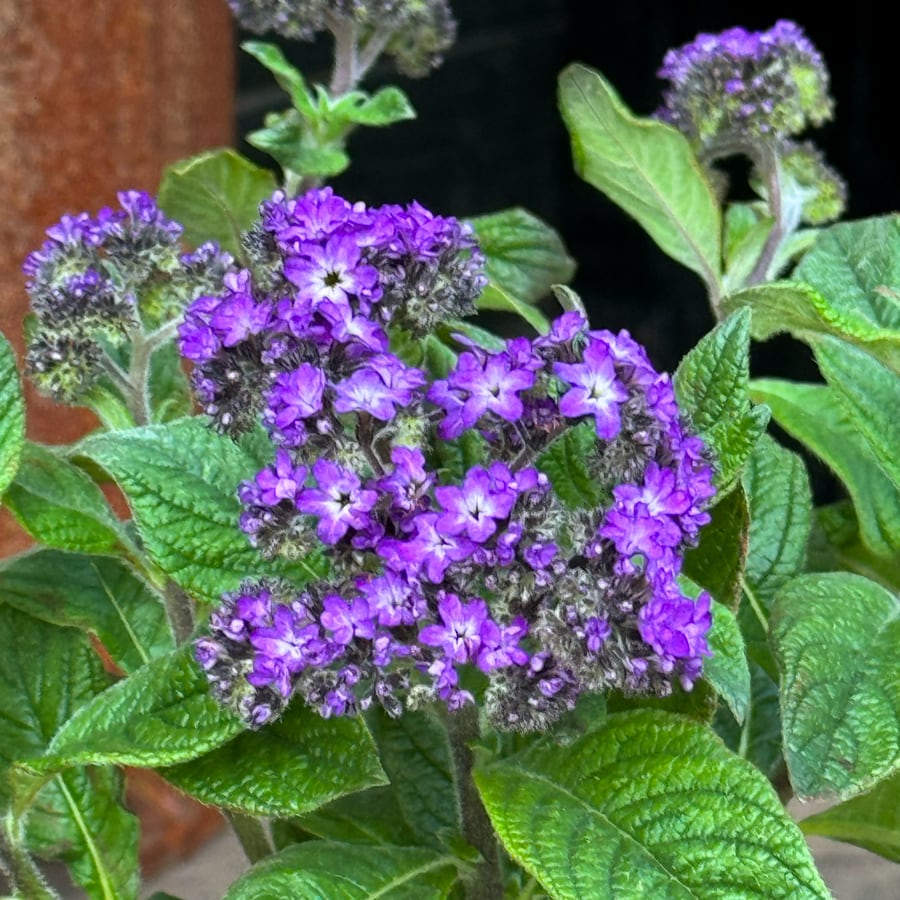 Heliotropium arborescens, blomma