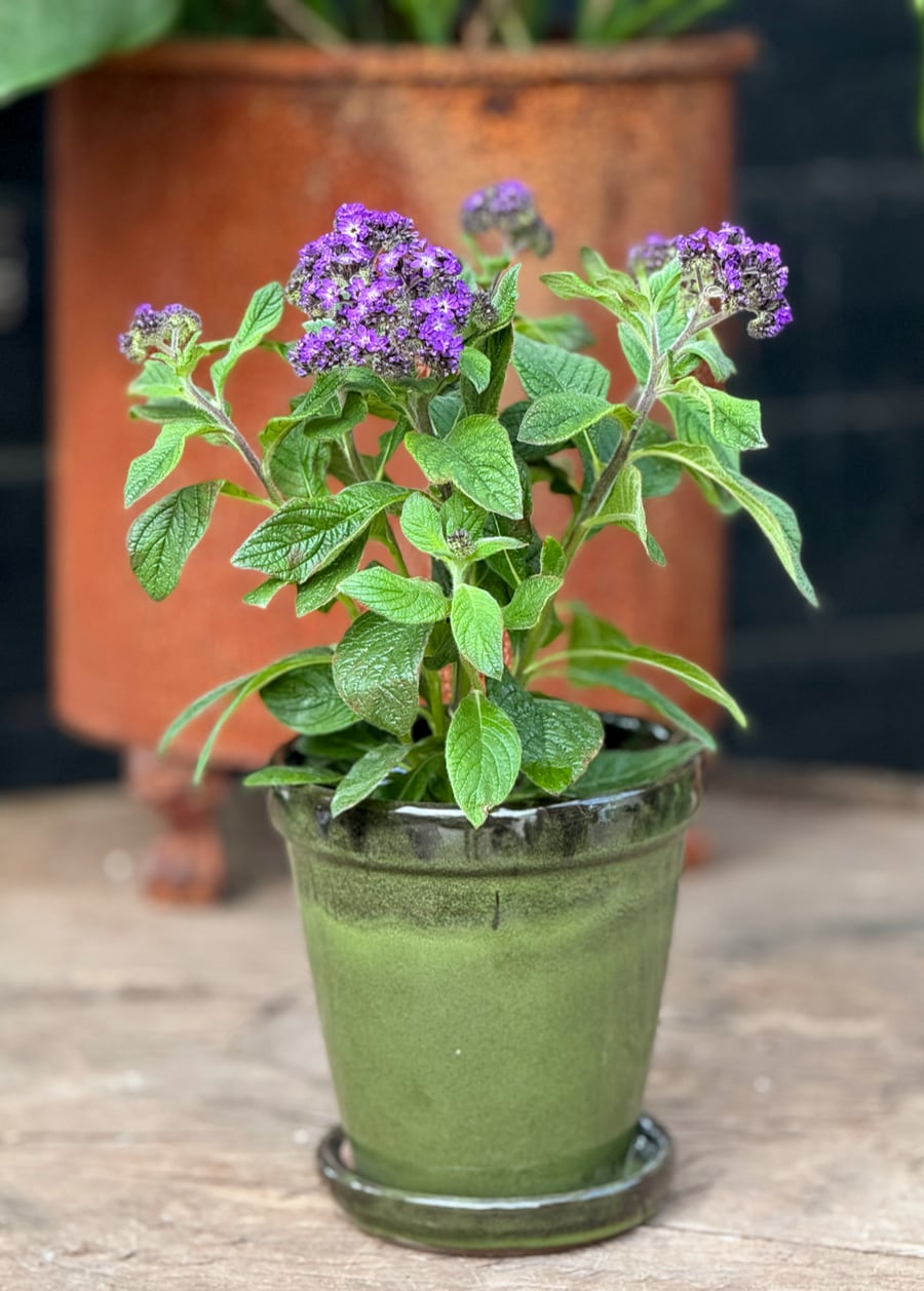 Heliotropium arborescens, blommande planta