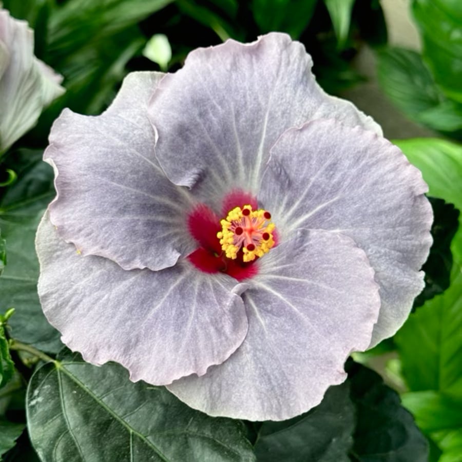 Hibiscus rosa sinensis 'Cato', blomma
