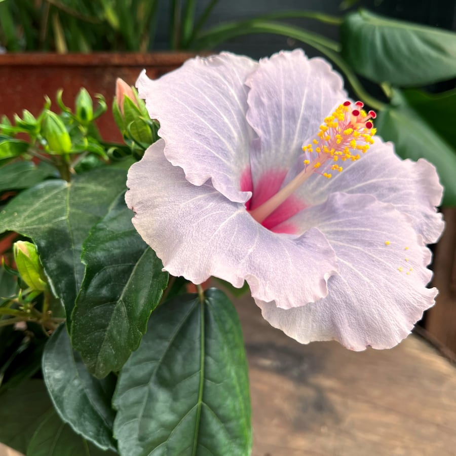 Hibiscus rosa sinensis 'Cato', blomma sidvy