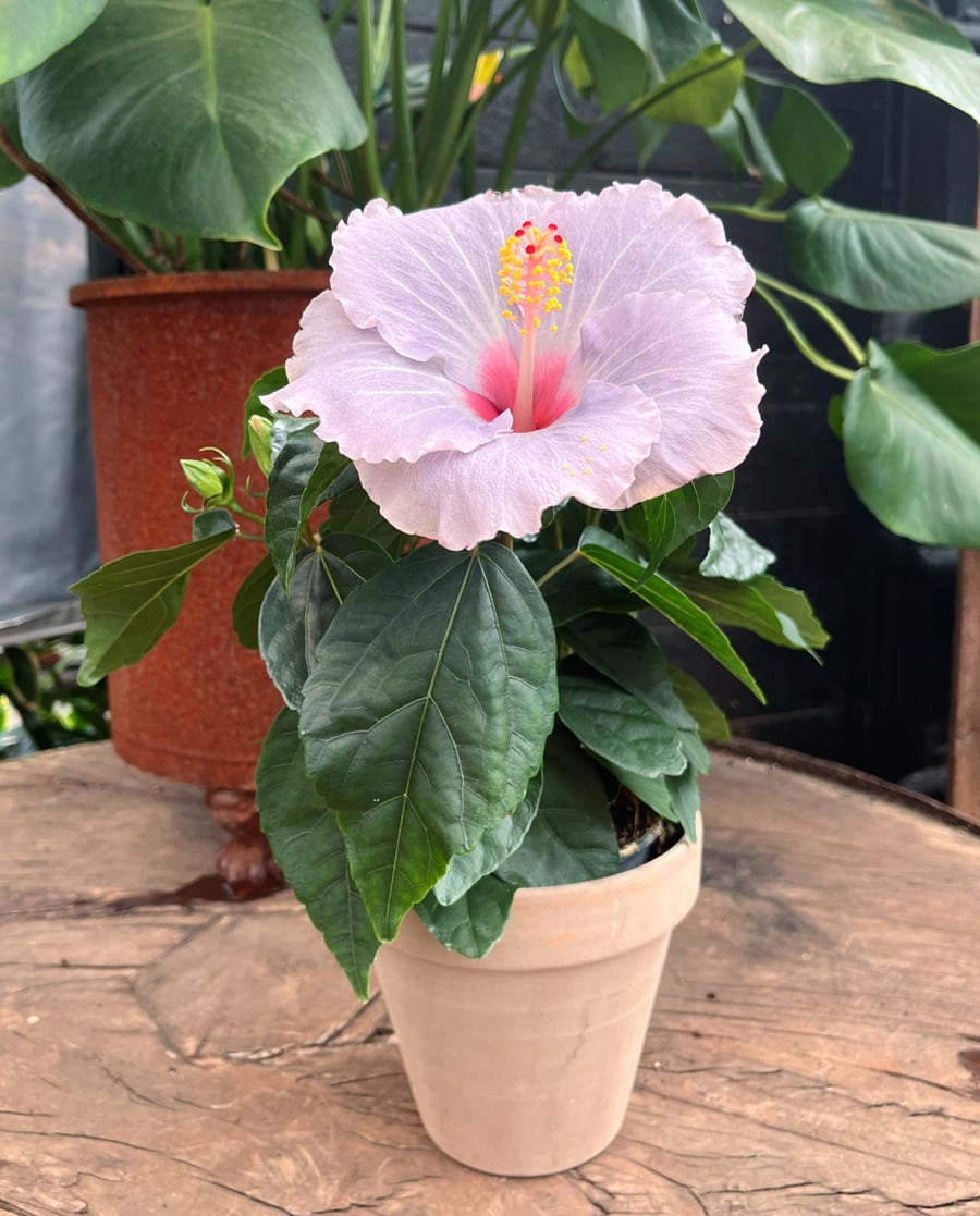 Hibiscus rosa sinensis 'Cato', blommande planta