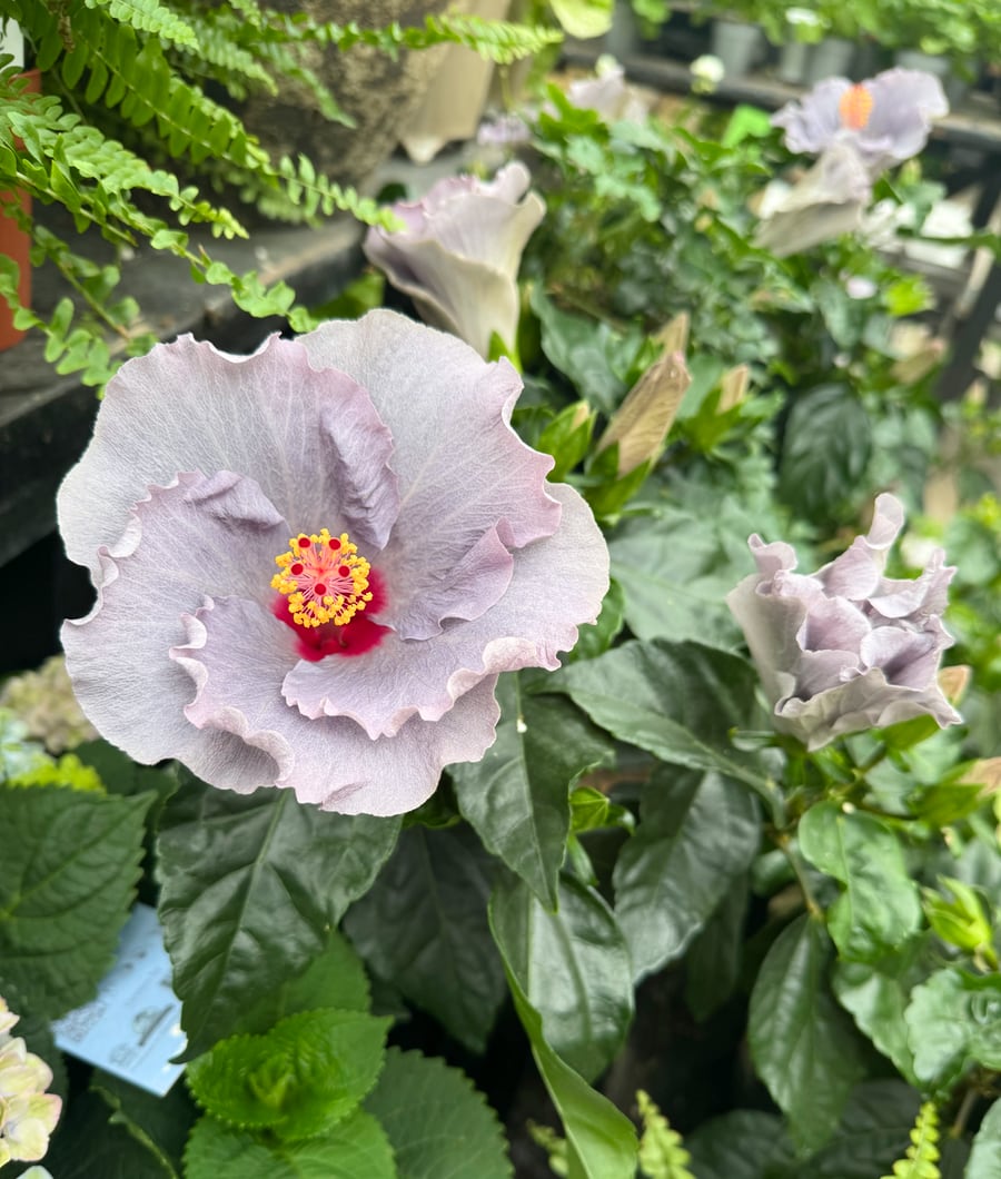 Hibiscus rosa sinensis 'Cato', blommor