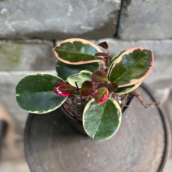 Hoya australis 'Blondi', blad