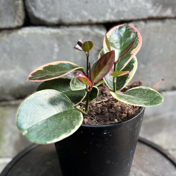 Hoya australis 'Blondi', ung planta