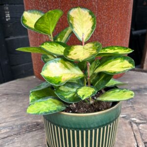 Hoya carnosa 'Tricolor', vuxen planta