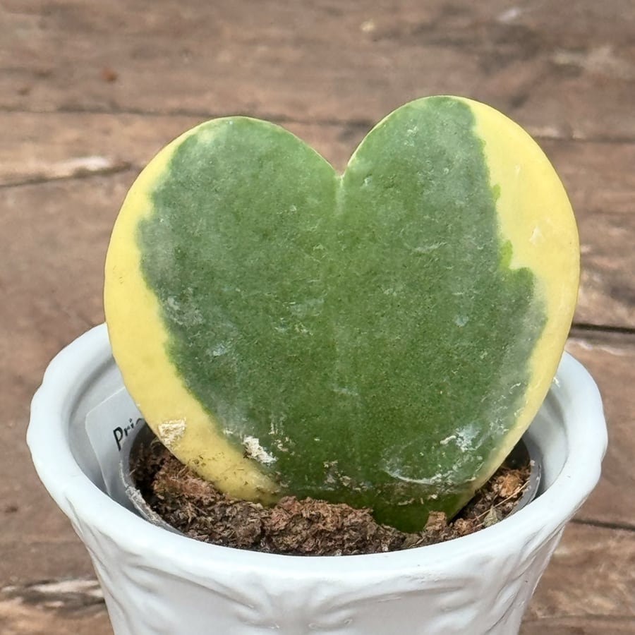 Hoya kerrii, variegata, 1 blad