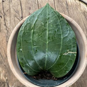 Hoya latifolia, större ung planta